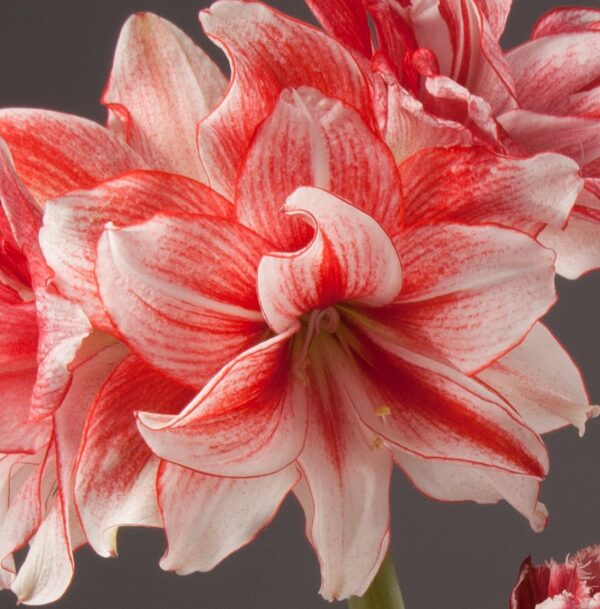 A close-up of a Joker Amaryllis - Bare Bulb, showcasing its vibrant red and white stripes with multiple petals, gracefully opening. The plain dark background accentuates the intricate details and vivid colors of this stunning flower.