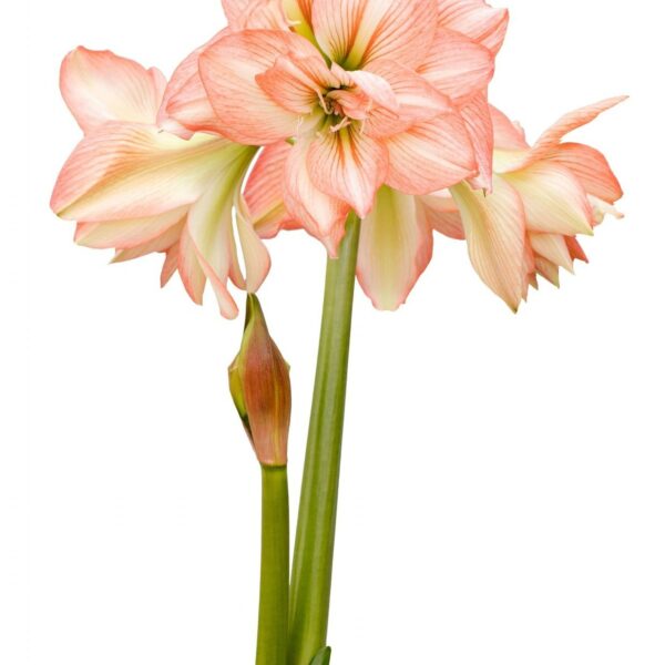 A close-up of a blooming Zombie Amaryllis - Bare Bulb plant showcases its multiple flower heads. The petals are a delicate pink with white highlights, elegantly perched atop tall green stalks. A few buds are also visible, promising more flowers to bloom soon. The background is plain white.