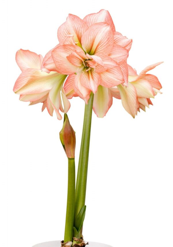 A close-up of a blooming Zombie Amaryllis - Bare Bulb plant showcases its multiple flower heads. The petals are a delicate pink with white highlights, elegantly perched atop tall green stalks. A few buds are also visible, promising more flowers to bloom soon. The background is plain white.