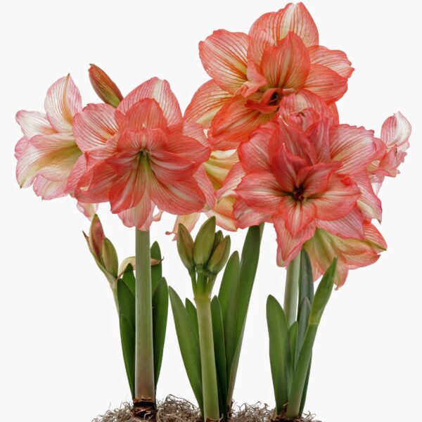 Zombie Amaryllis - Bulb & Blossom