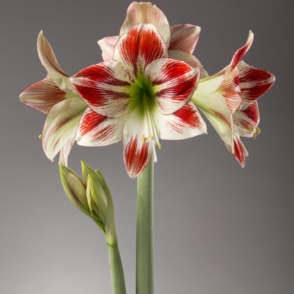 Ambiance Amaryllis stalk with blooms.