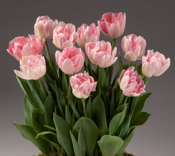 A vibrant bouquet of Foxtrot Potted Tulips featuring lush green leaves, beautifully contrasted against a gradient gray background. These tulips are in full bloom, showcasing delicate, layered petals in an array of pink and white shades, creating an elegant and visually pleasing arrangement.