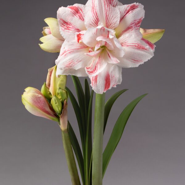 An Amazing Belle Amaryllis flower showcases multiple pink and white buds and green leaves, beautifully set against a gray background. The plant emerges gracefully from a moss-covered base.