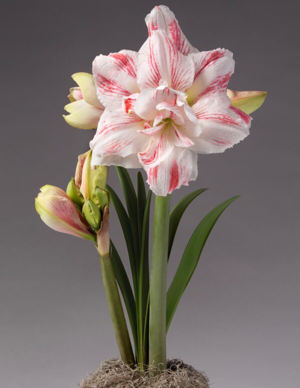 An Amazing Belle Amaryllis flower showcases multiple pink and white buds and green leaves, beautifully set against a gray background. The plant emerges gracefully from a moss-covered base.