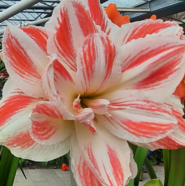 A close-up of an Amazing Belle Amaryllis - Bare Bulb flower shows its stunning white petals adorned with bold red stripes. The fully bloomed flower beautifully showcases the intricate details of its petals. In the blurred background, green leaves and other flora are visible, hinting at a greenhouse setting.