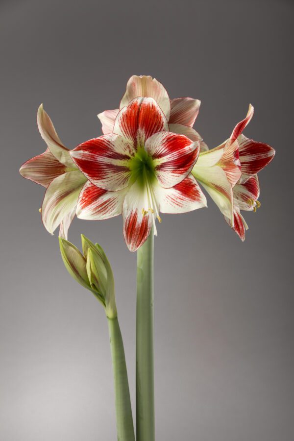 Close-up of the Ambiance Amaryllis – Bare Bulb showcasing its vibrant multiple blooms. Each bloom features white petals adorned with striking red stripes and a green center. Two unopened buds emerge from long green stems, all set against a plain gray background, creating an elegant ambiance.