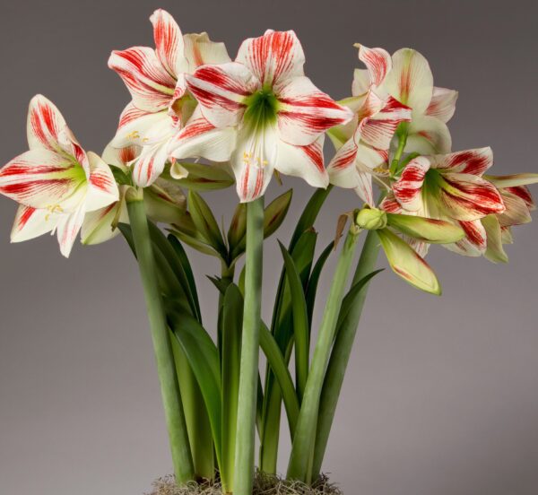 A cluster of Ambiance Amaryllis - Bare Bulb flowers with vibrant red streaks on their petals. The tall green stems support the large, trumpet-shaped blooms, which contrast against a neutral gray background. The base appears to be planted in moss.