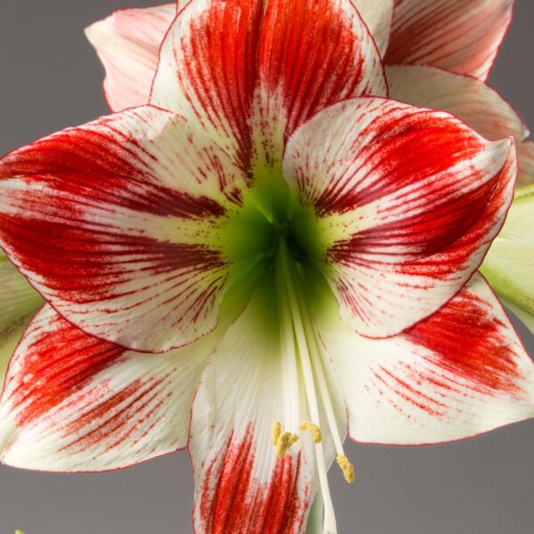 Close-up of the vibrant *Ambiance Amaryllis - Bare Bulb* flower displaying striking red and white petals. The intricate patterns and vein-like streaks of the amaryllis create a captivating ambiance against the neutral gray background. The green stem and emerging buds are slightly visible at the bottom.