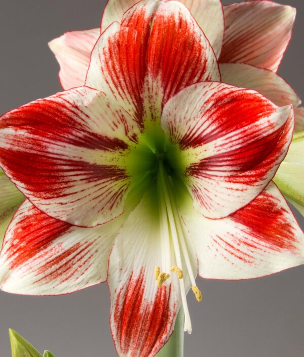 Close-up of the vibrant *Ambiance Amaryllis - Bare Bulb* flower displaying striking red and white petals. The intricate patterns and vein-like streaks of the amaryllis create a captivating ambiance against the neutral gray background. The green stem and emerging buds are slightly visible at the bottom.