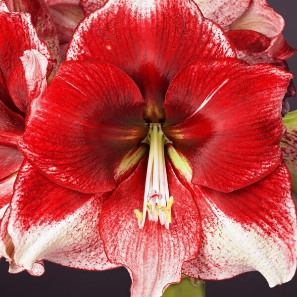 Close-up of an American Dream Amaryllis flower, featuring vibrant red and white large, trumpet-shaped petals adorned with white speckles and centered around a cluster of stamens and pistil. The intricate details and contrasting colors make the blossom visually striking.