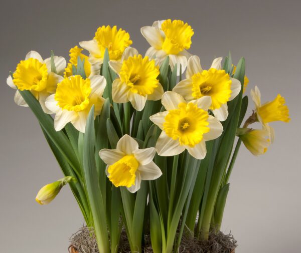 A delightful arrangement of vibrant yellow and white Attraction Potted Daffodils, with lush green stems and leaves, set against a plain gray background. Some of these charming daffodils are in full bloom, while others are just beginning to bud. The arrangement features a moss-covered base that irresistibly draws the eyes.