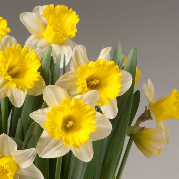 A cluster of vibrant Attraction Potted Daffodils is shown in full bloom, showcasing their appeal. The petals are predominantly white with bright yellow trumpet-shaped centers, all surrounded by lush green stems and leaves, set against a neutral gray background.