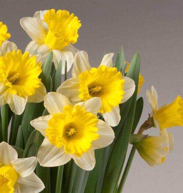 A cluster of vibrant Attraction Potted Daffodils is shown in full bloom, showcasing their appeal. The petals are predominantly white with bright yellow trumpet-shaped centers, all surrounded by lush green stems and leaves, set against a neutral gray background.