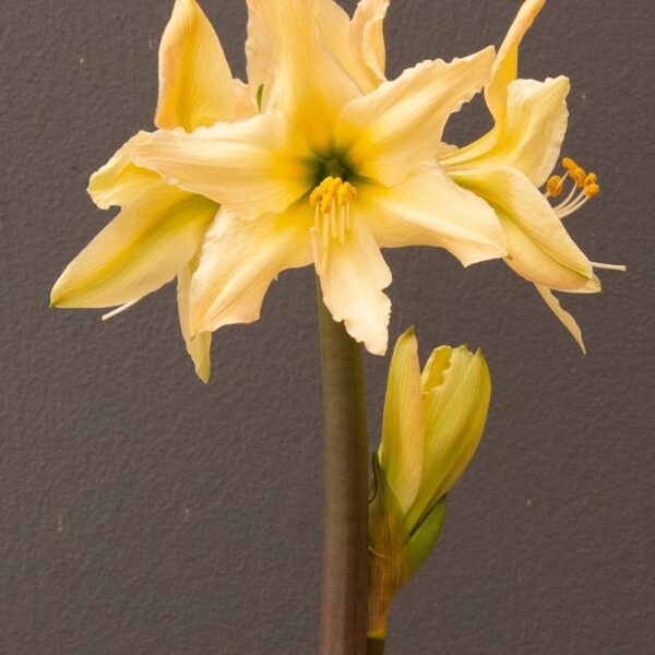 A tall Aurora Amaryllis flower from the Bare Bulb 3 Pack, featuring multiple blossoms against a plain, dark background. The flowers boast a star-like shape with prominent yellow petals and stamens, and a green bud is visible lower on the stem.