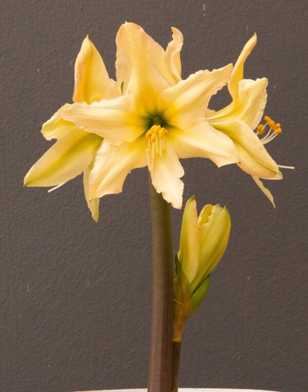 A tall Aurora Amaryllis flower from the Bare Bulb 3 Pack, featuring multiple blossoms against a plain, dark background. The flowers boast a star-like shape with prominent yellow petals and stamens, and a green bud is visible lower on the stem.