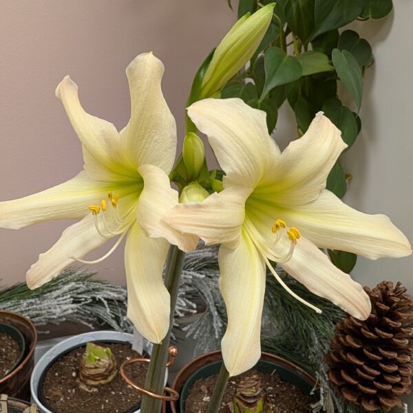 Two tall Aurora Amaryllis blooms from the Bare Bulb 3 Pack display large, pale yellow petals with greenish centers indoors, set among potted plants, pinecones, and rich leafy foliage in the background.