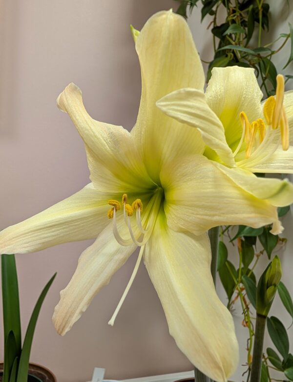 A close-up of the Aurora Amaryllis - Bare Bulb 3 Pack in bloom, featuring pale yellow petals, lush green leaves, and another blossom against a gentle pink wall.