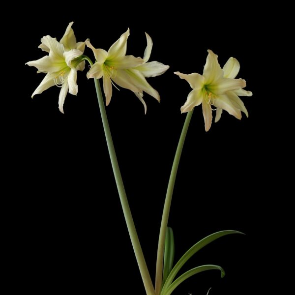 The image displays two tall, slender green stems of the Aurora Amaryllis, showcasing delicate yellowish-white flowers with multiple elongated petals and prominent stamens. Set against a solid black background, the Aurora Amaryllis flowers are in full bloom, gracefully arching towards each other.