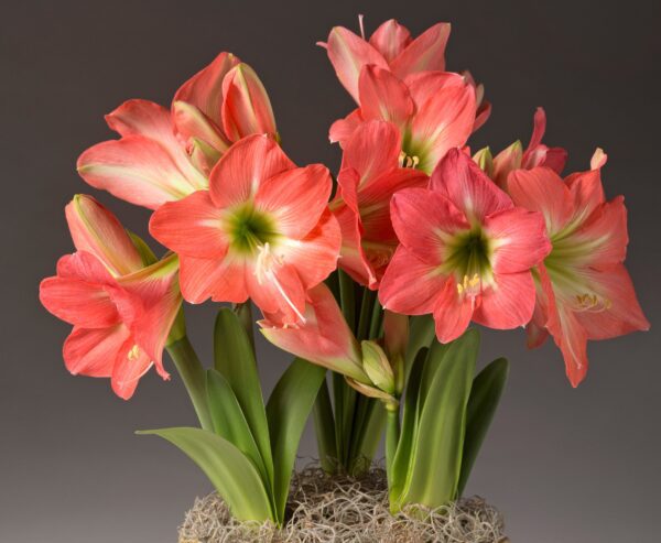 A captivating display of vibrant coral-red Belladonna Amaryllis flowers, characterized by their green stems and elongated leaves, blooms beautifully against a dark gray background. Each bloom features broad, slightly ruffled petals encircling a star-shaped white center, creating an arrangement that is both striking and elegant. This stunning floral scene can be created using the Belladonna Amaryllis - Bare Bulb 3 Pack.