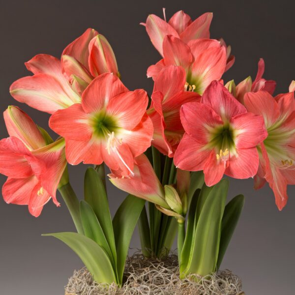 A captivating display of vibrant coral-red Belladonna Amaryllis flowers, characterized by their green stems and elongated leaves, blooms beautifully against a dark gray background. Each bloom features broad, slightly ruffled petals encircling a star-shaped white center, creating an arrangement that is both striking and elegant. This stunning floral scene can be created using the Belladonna Amaryllis - Bare Bulb 3 Pack.