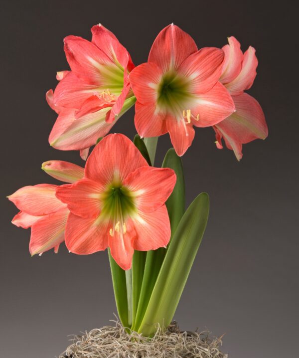 A cluster of vibrant red and pink Belladonna Amaryllis flowers from the Belladonna Amaryllis - Bare Bulb 3 Pack, with green centers and long, slender green leaves sprouting from a base of moss against a dark gray background. The flowers are in full bloom, showcasing their large, star-shaped petals.