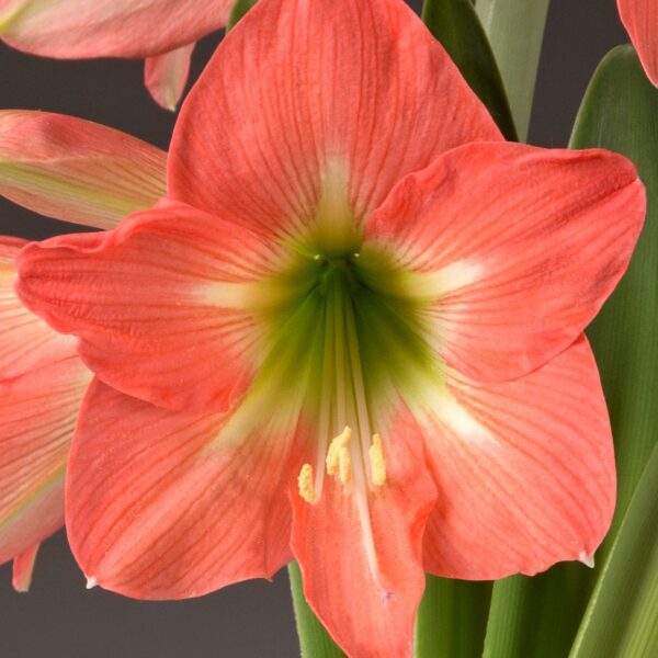 Photograph of a fully bloomed Belladonna Amaryllis from the Bare Bulb 3 Pack, showcasing its vibrant orange petals with intricate textures. The flower features a central gradient transitioning from green to white, along with prominent stamens. Background details include lush green leaves and additional buds.