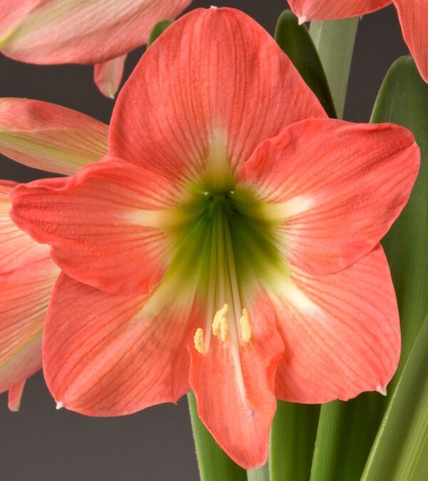 Photograph of a fully bloomed Belladonna Amaryllis from the Bare Bulb 3 Pack, showcasing its vibrant orange petals with intricate textures. The flower features a central gradient transitioning from green to white, along with prominent stamens. Background details include lush green leaves and additional buds.