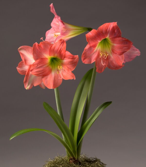 A cluster of blooming red-orange Belladonna Amaryllis flowers from the Belladonna Amaryllis - Bare Bulb 3 Pack, with long green stems and leaves, set against a neutral gray background. The vibrant petals and yellow stamens are prominently displayed above a base of moss at the bottom.