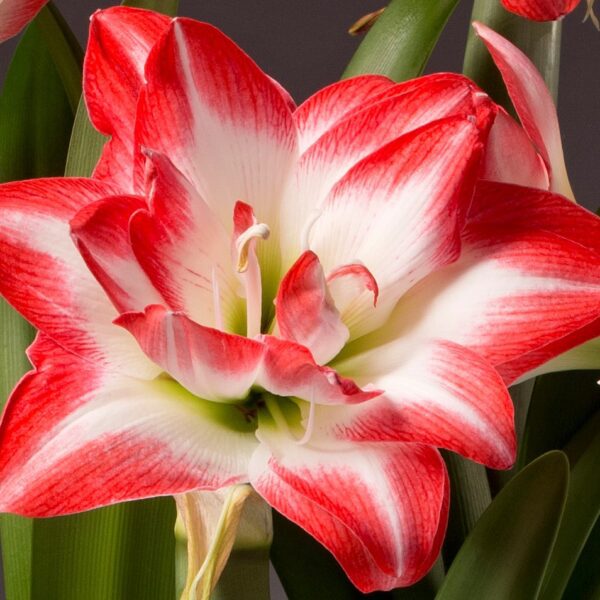 A vibrant close-up of a Blossom Peacock Amaryllis in full bloom. The petals are predominantly white with striking red edges and veins, reminiscent of the majestic patterns on a peacock's tail feathers. Green leaves provide a stunning backdrop, highlighting the natural beauty and intricate details of this exquisite blossom.