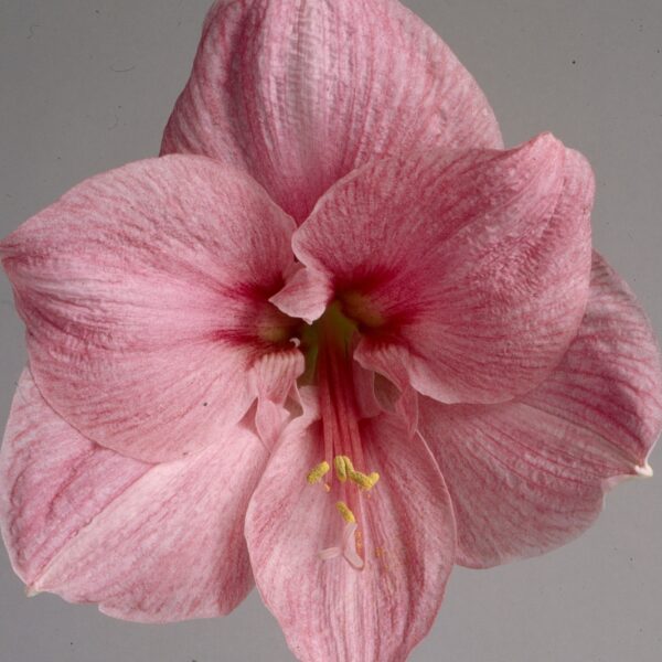 A close-up of a large Blushing Bride Amaryllis - Bare Bulb reveals delicate petals adorned with prominent veins. The flower showcases a funnel shape, a central stamen crowned with yellow anthers, and subtle dark pink accents near the center, all set against a plain light gray background.