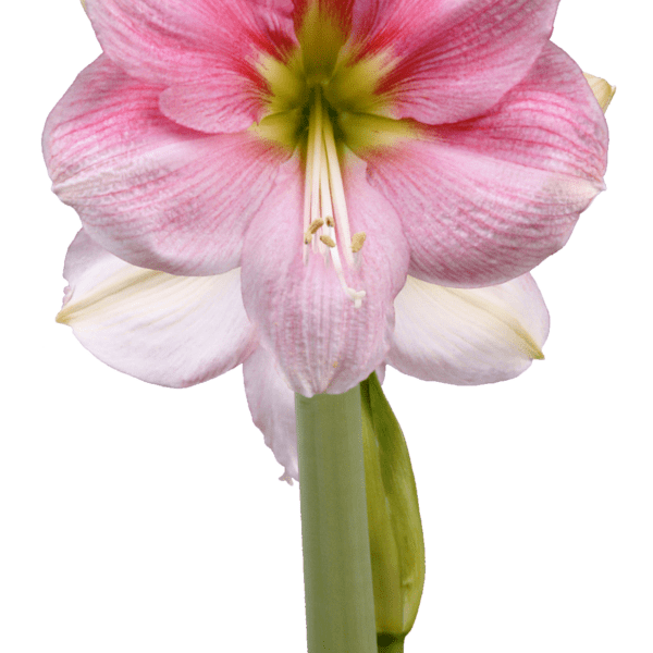 A close-up view of a beautiful Blushing Bride Amaryllis - Bare Bulb flower with a thick green stem, set against a plain white background. The flower has six petals adorned with delicate pink veins and a greenish-yellow center, showcasing its intricate structure.