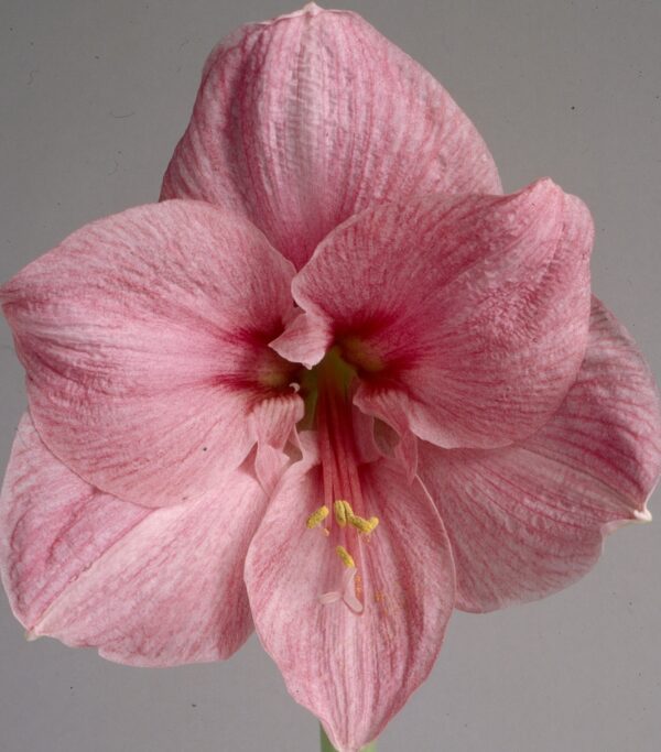 A close-up of a large Blushing Bride Amaryllis - Bare Bulb reveals delicate petals adorned with prominent veins. The flower showcases a funnel shape, a central stamen crowned with yellow anthers, and subtle dark pink accents near the center, all set against a plain light gray background.