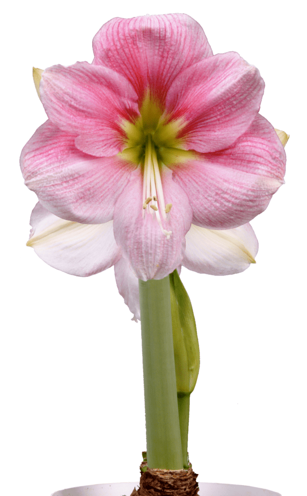 A close-up view of a beautiful Blushing Bride Amaryllis - Bare Bulb flower with a thick green stem, set against a plain white background. The flower has six petals adorned with delicate pink veins and a greenish-yellow center, showcasing its intricate structure.