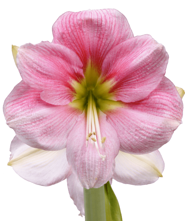 A close-up of a fully bloomed Blushing Bride Amaryllis - Bare Bulb showcases large, soft pink petals with darker pink veining, and a center that gracefully transitions from light green to white. The flower's prominent stamens feature white filaments and yellow anthers.