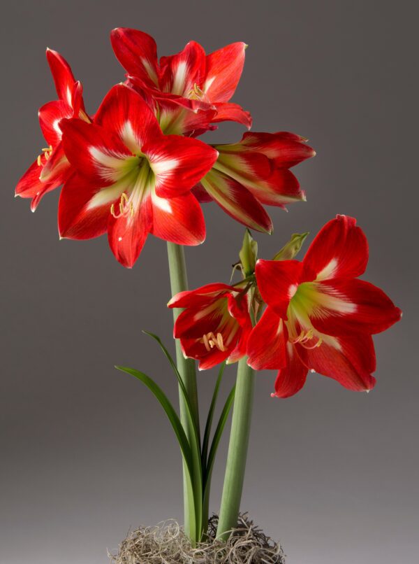 A vibrant Bright Spark Amaryllis from the Bare Bulb 3 pack, showcasing multiple large red blooms with striking white centers and yellow stamens. Green stems and leaves emerge from a base adorned with moss-like material against a gray background.