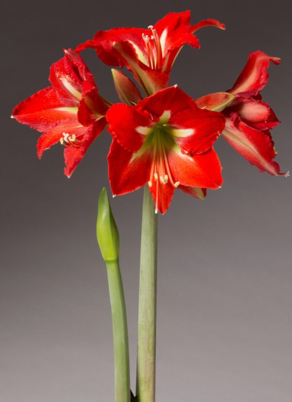 A tall stem of the Bright Spark Amaryllis from the Bare Bulb 3 pack showcases multiple vibrant red and white flowers in full bloom, alongside a single green bud, set against a neutral gray background.