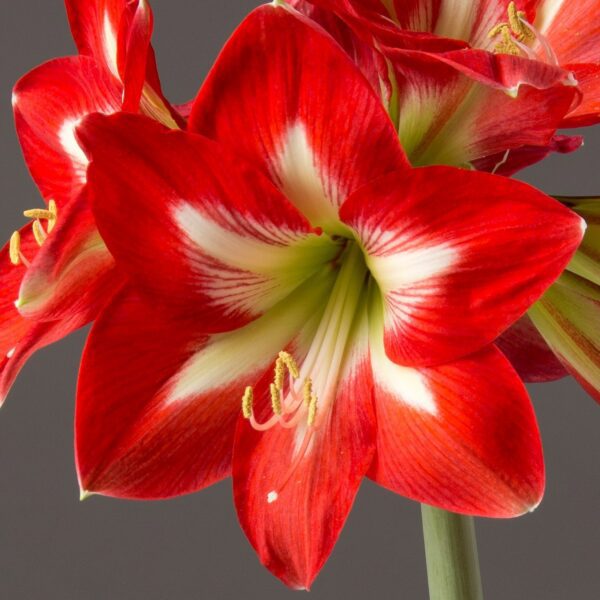 A close-up image features a Bright Spark Amaryllis from the Bare Bulb 3 pack in bloom, showcasing its vibrant red and white petals adorned with a star-like pattern. The flower's anthers, sprinkled with pale yellow pollen, stand out in the center against a plain, dark gray background.