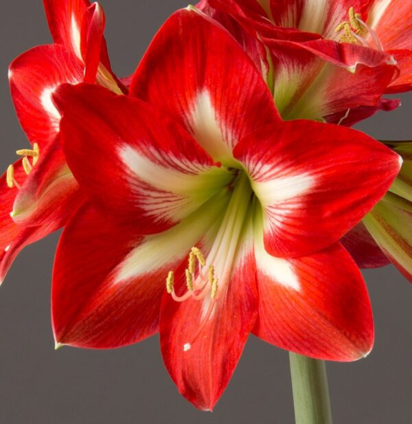 A close-up image features a Bright Spark Amaryllis from the Bare Bulb 3 pack in bloom, showcasing its vibrant red and white petals adorned with a star-like pattern. The flower's anthers, sprinkled with pale yellow pollen, stand out in the center against a plain, dark gray background.