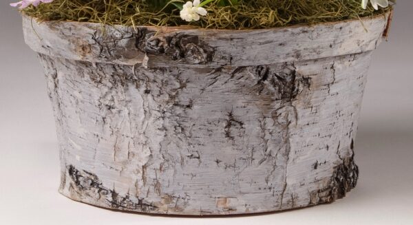 8" white birch pot.