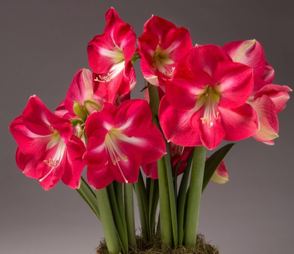 A cluster of vibrant Candy Cream Amaryllis - Bare Bulb flowers with white centers and long green stems, set against a plain grey background. The flowers are in full bloom, showcasing their large, trumpet-shaped petals.