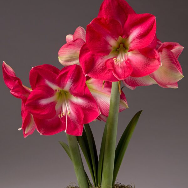 A cluster of vibrant Candy Cream Amaryllis flowers with striking pink petals, white centers, and yellow stamens bloom on tall green stems adorned with long, strappy leaves. Set against a neutral gray background, these exquisite flowers emerge from a base covered in lush moss.