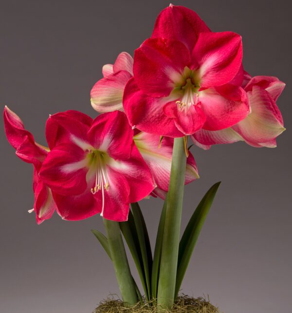 A cluster of vibrant Candy Cream Amaryllis flowers with striking pink petals, white centers, and yellow stamens bloom on tall green stems adorned with long, strappy leaves. Set against a neutral gray background, these exquisite flowers emerge from a base covered in lush moss.