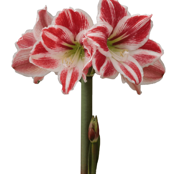 A close-up of a Carnival Amaryllis from the Potted Trio collection, showcasing its vibrant red and white striped petals. The flower is fully bloomed with two large blossoms and a smaller bud standing tall on a green stem. The pristine white background accentuates the bright colors of this exquisite flower.