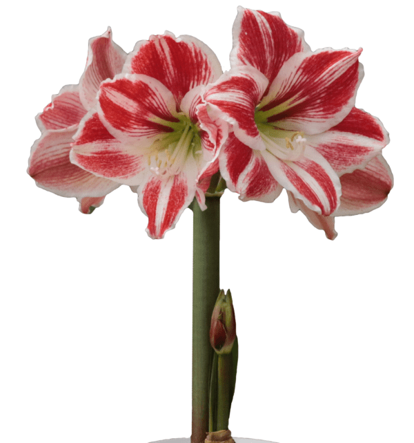 A close-up of a Carnival Amaryllis from the Potted Trio collection, showcasing its vibrant red and white striped petals. The flower is fully bloomed with two large blossoms and a smaller bud standing tall on a green stem. The pristine white background accentuates the bright colors of this exquisite flower.