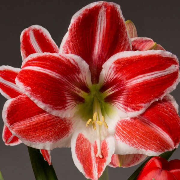 Close-up image of a vibrant red and white Carnival Amaryllis - Bare Bulb flower against a dark background. The petals are predominantly red with striking white streaks, radiating from a central green and yellow core where the stamen and pistil are visible.