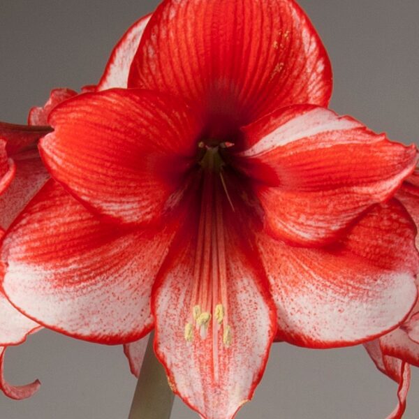 Close-up of a vibrant Charisma Amaryllis - Bare Bulb flower with delicate white accents on its petals. The flower's stamen and pistil are prominently visible in the center, set against a neutral background.