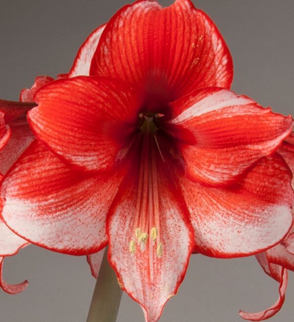 Close-up of a vibrant Charisma Amaryllis - Bare Bulb flower with delicate white accents on its petals. The flower's stamen and pistil are prominently visible in the center, set against a neutral background.