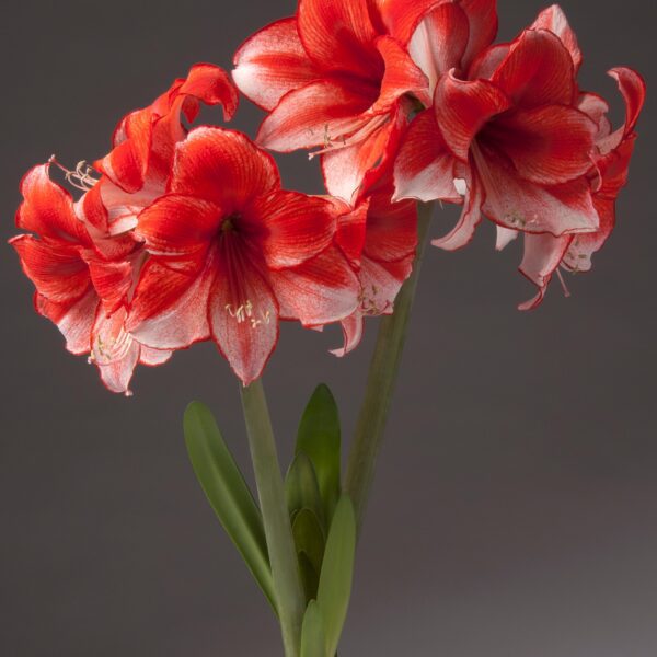 A cluster of vibrant red and white Charisma Amaryllis - Bare Bulb flowers with long green stems and leaves is displayed against a neutral gray background. The petals are delicately curved, showcasing intricate patterns and subtle gradients in color.