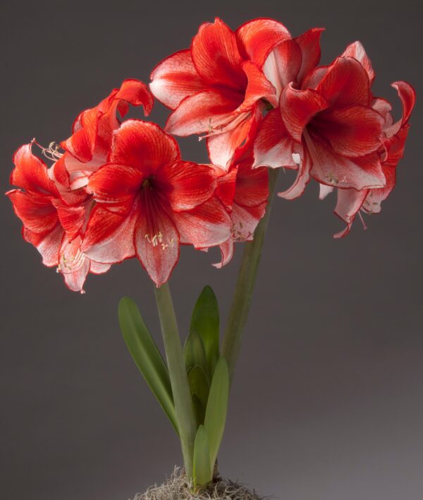 A cluster of vibrant red and white Charisma Amaryllis - Bare Bulb flowers with long green stems and leaves is displayed against a neutral gray background. The petals are delicately curved, showcasing intricate patterns and subtle gradients in color.