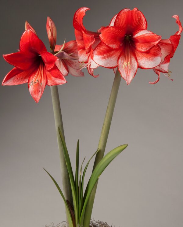 The Charisma Amaryllis - Bare Bulb produces two tall, vibrant red flowers with elegant white accents, each stem boasting multiple blossoms. Lush green leaves rise from the base, creating a striking contrast against a neutral background and highlighting the beauty of these stunning blooms.